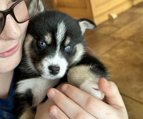 Medium Photo #3 Pomsky Puppy For Sale in FORT WAYNE, IN, USA