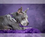 Small #3 Catahoula Leopard Dog Mix