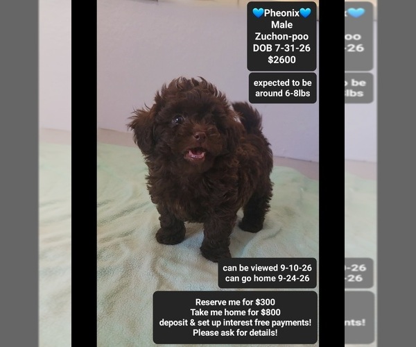 Medium Photo #1 Poodle (Toy)-Zuchon Mix Puppy For Sale in TUCSON, AZ, USA