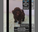 Phoenix - Male Poodle (Toy)-Zuchon Mix Puppy for Sale - Small photo