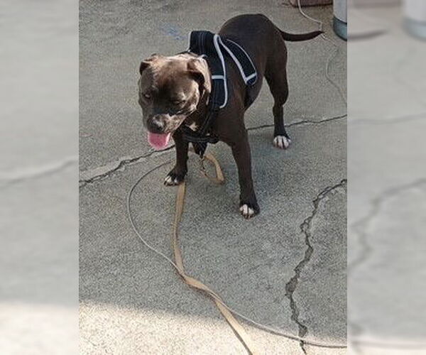 Medium Photo #1 Mutt Puppy For Sale in Camarillo, CA, USA