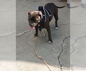 Mutt Dogs for adoption in Camarillo, CA, USA