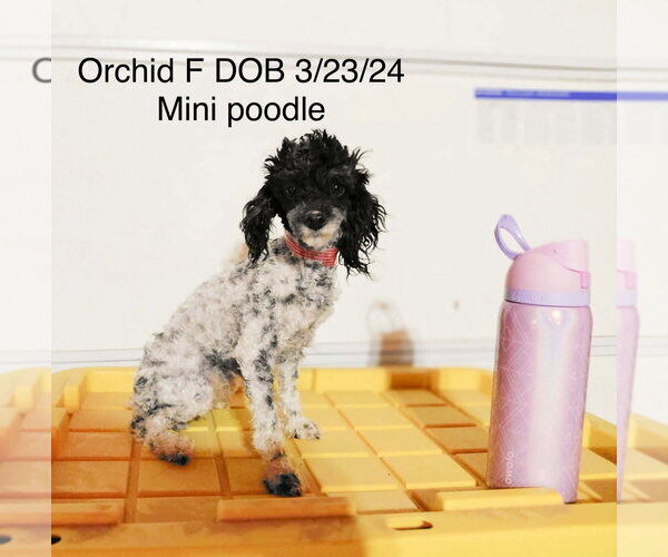 Medium Photo #1 Poodle (Miniature) Puppy For Sale in Studio City, CA, USA