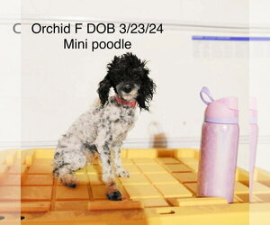 Poodle (Miniature) Dogs for adoption in Studio City, CA, USA