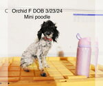 Small Poodle (Miniature)