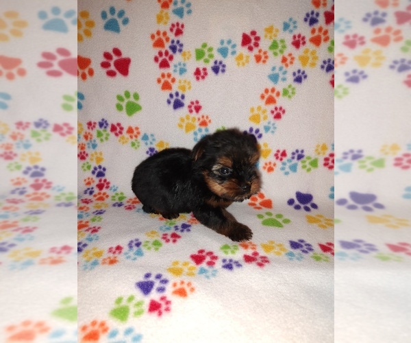 Medium Photo #16 Yorkshire Terrier Puppy For Sale in LAPEER, MI, USA