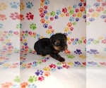 Small #4 Yorkshire Terrier