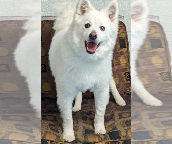 Medium Photo #13 Pomeranian-Unknown Mix Puppy For Sale in Muskegon, MI, USA