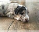 Puppy 2 Australian Shepherd