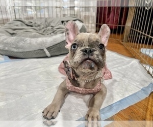 Mother of the French Bulldog puppies born on 05/02/2022