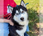 Small #9 Siberian Husky