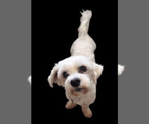 Poodle (Miniature) Dogs for adoption in San Diego, CA, USA