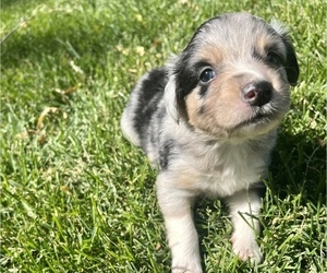 Miniature Australian Shepherd Puppy for Sale in TONASKET, Washington USA