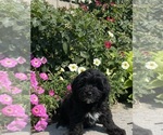 Small #3 Lhasa Apso-Poodle (Toy) Mix