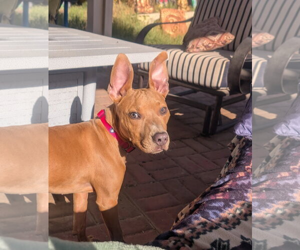 Medium Photo #3 American Pit Bull Terrier-Unknown Mix Puppy For Sale in Queen Creek, AZ, USA