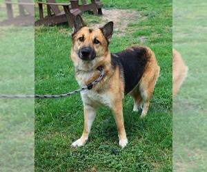 German Shepherd Dog-Unknown Mix Dogs for adoption in San Antonio, TX, USA