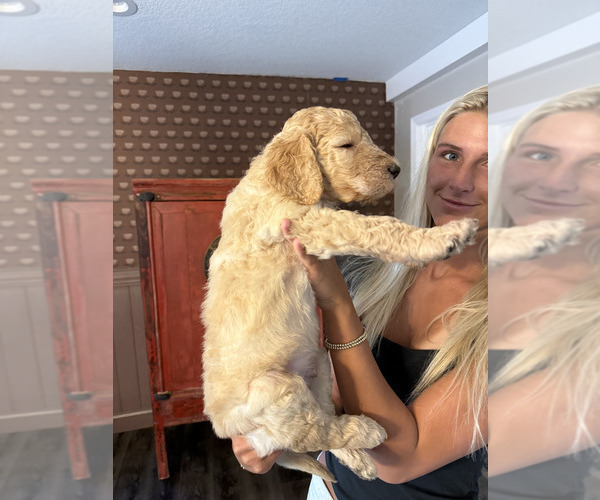 Medium Photo #2 Goldendoodle-Irish Doodle Mix Puppy For Sale in LAKELAND, FL, USA