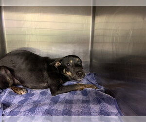 Mutt Dogs for adoption in Grand Prairie, TX, USA