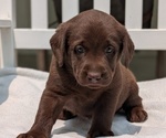 Small #6 Labrador Retriever