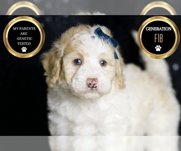 Medium Photo #126 Maltipoo Puppy For Sale in WARSAW, IN, USA