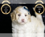 Small Photo #126 Maltipoo Puppy For Sale in WARSAW, IN, USA