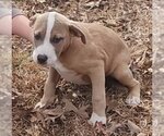 Small Photo #5 American Pit Bull Terrier-Unknown Mix Puppy For Sale in Alexander, AR, USA
