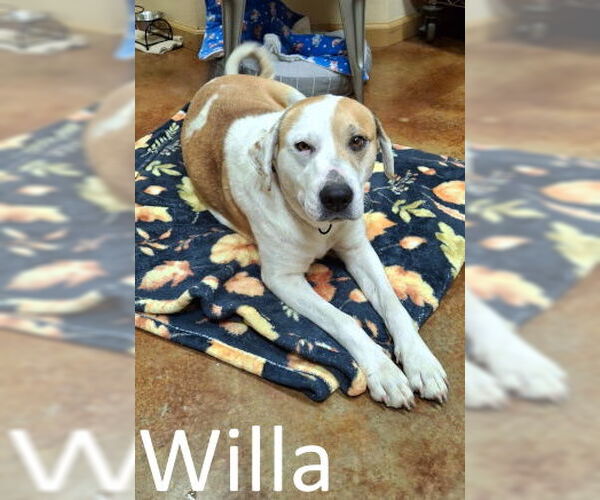 Medium Photo #1 Labrador Retriever-Unknown Mix Puppy For Sale in Mountain View, AR, USA