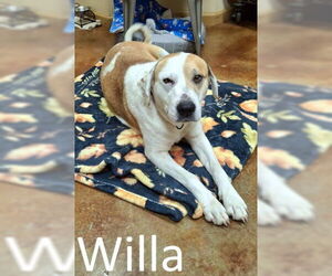 Labrador Retriever-Unknown Mix Dogs for adoption in Mountain View, AR, USA