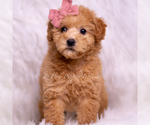 Small Photo #34 Goldendoodle (Miniature) Puppy For Sale in WARSAW, IN, USA
