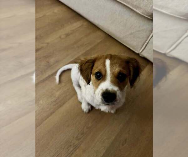 Medium Photo #4 Beagle-Unknown Mix Puppy For Sale in New York, NY, USA