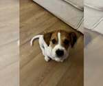 Small #3 Beagle Mix
