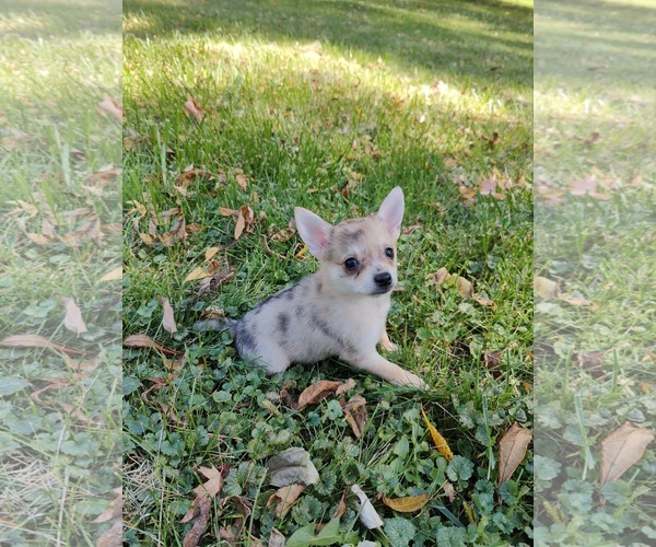 Medium Photo #1 Chiranian Puppy For Sale in St. Louis Park, MN, USA