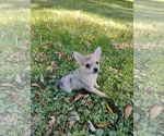 Tom Petty - Male Chiranian Dog for Adoption - Small photo