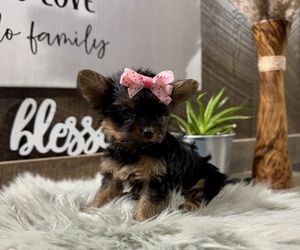 YorkiePoo Puppy for sale in NAPPANEE, IN, USA