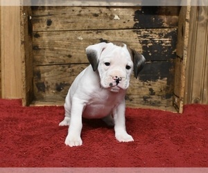 Boxer-English Bulldog Mix Puppy for sale in FREDERICKSBURG, OH, USA