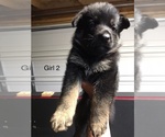 Small Photo #2 German Shepherd Dog Puppy For Sale in JOLIET, IL, USA