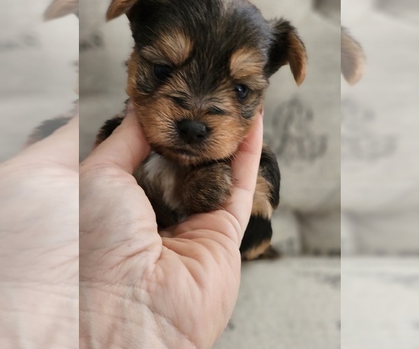 Medium Photo #4 Yorkshire Terrier Puppy For Sale in SALEM, OR, USA