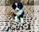 Small #6 Australian Shepherd