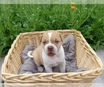 Small Photo #6 American Bulldog Puppy For Sale in SAINT CATHARINE, MO, USA