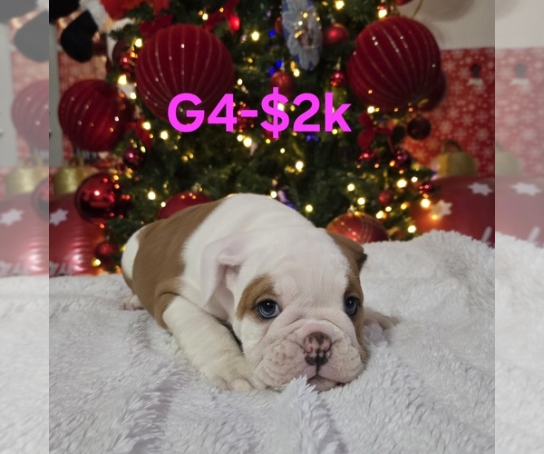 Medium Photo #8 English Bulldog Puppy For Sale in FRESNO, CA, USA
