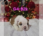Small #7 English Bulldog
