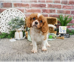 Small #6 Cavalier King Charles Spaniel