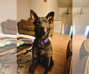 Shepradors Dogs for adoption in Sequim, WA, USA