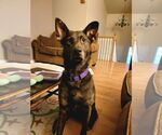 Small Shepradors