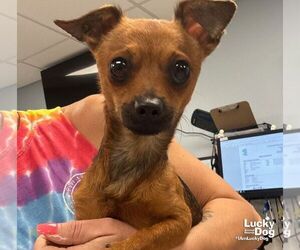 Chihuahua-Unknown Mix Dogs for adoption in Washington, DC, USA