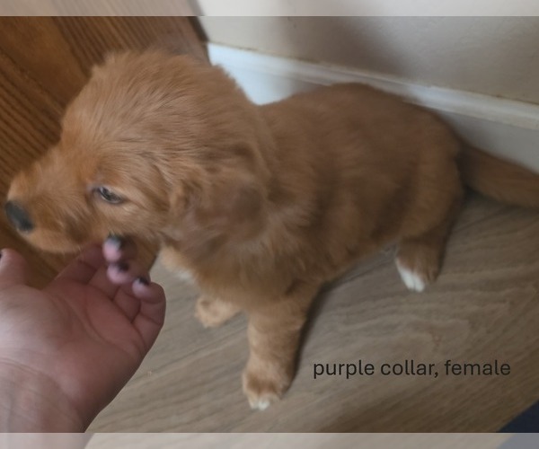 Medium Photo #7 Golden Retriever Puppy For Sale in EXETER, CA, USA