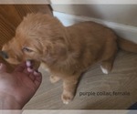 Puppy purple Golden Retriever