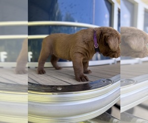 Labrador Retriever Litter for sale in CLINTWOOD, VA, USA