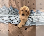 Puppy Archie Goldendoodle