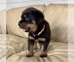 Small #20 Rottweiler
